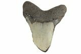 Bargain, Fossil Megalodon Tooth - North Carolina #190907-1